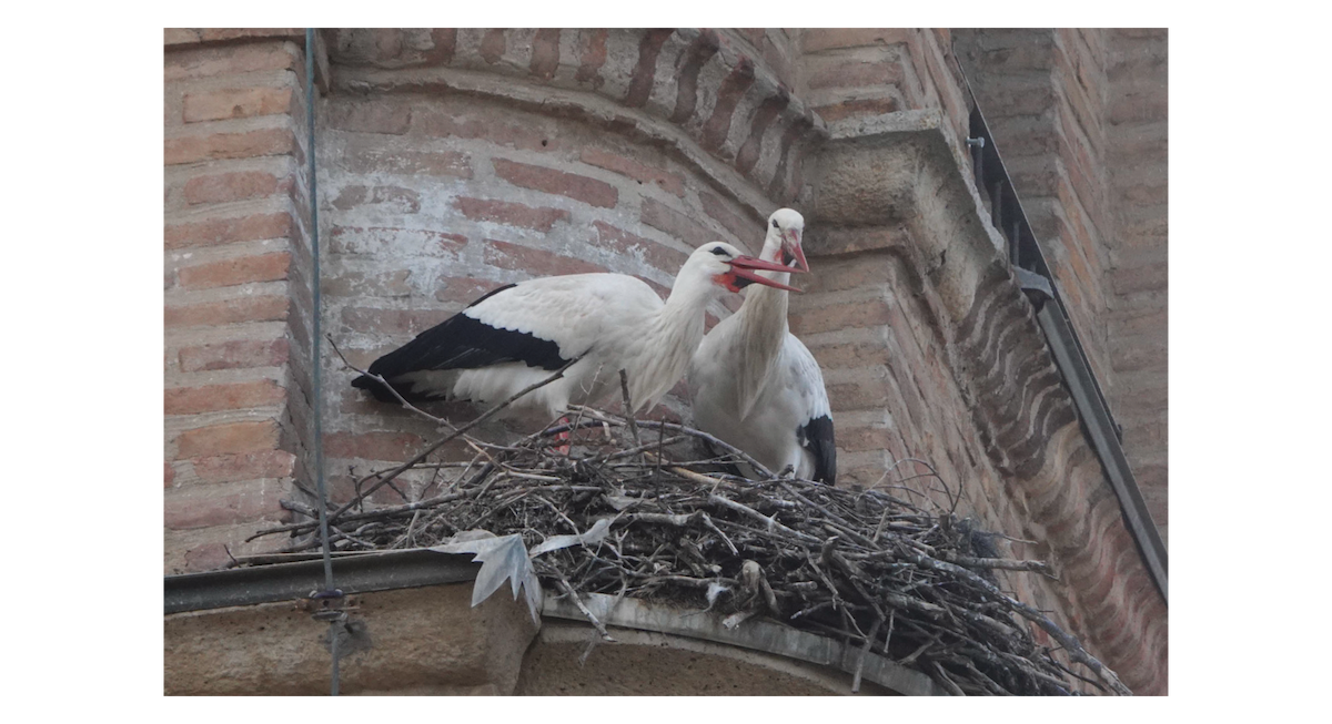 White Stork - Amy Schwartz