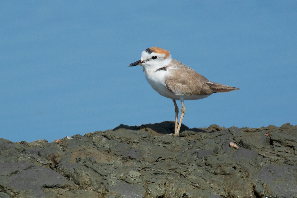 White-faced Plover - ML54021041