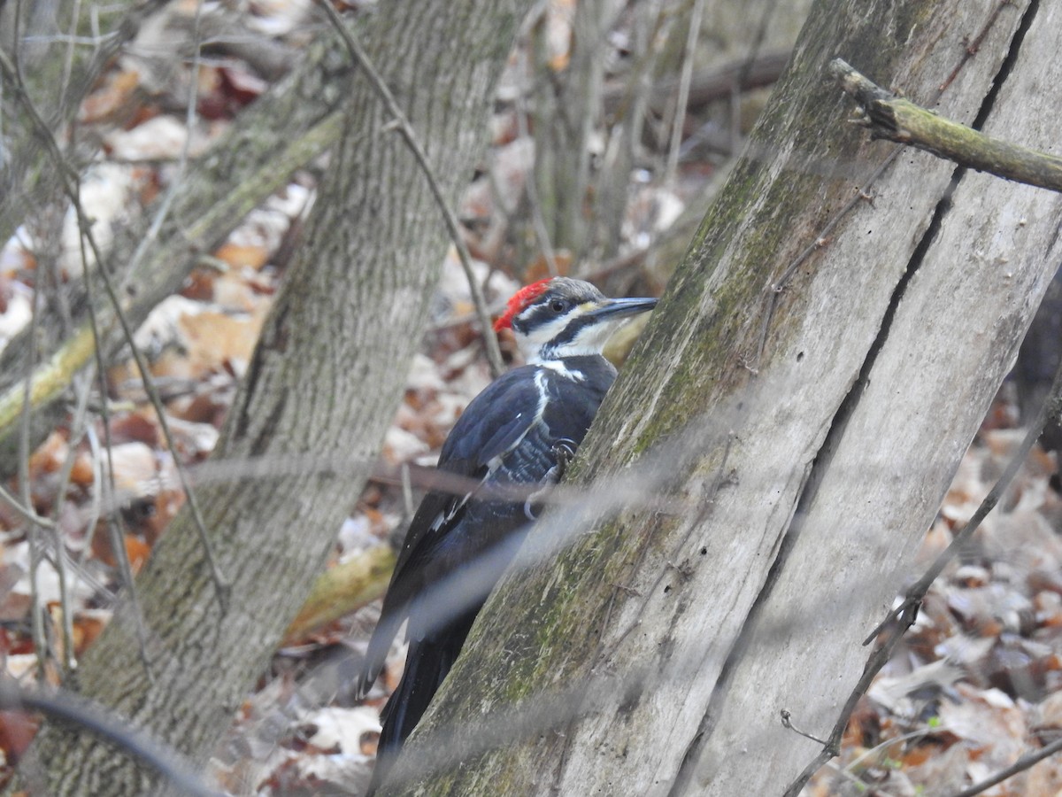 Pileated Woodpecker - ML540211741