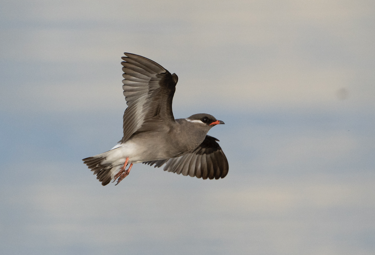 Rock Pratincole - Juan van den Heever