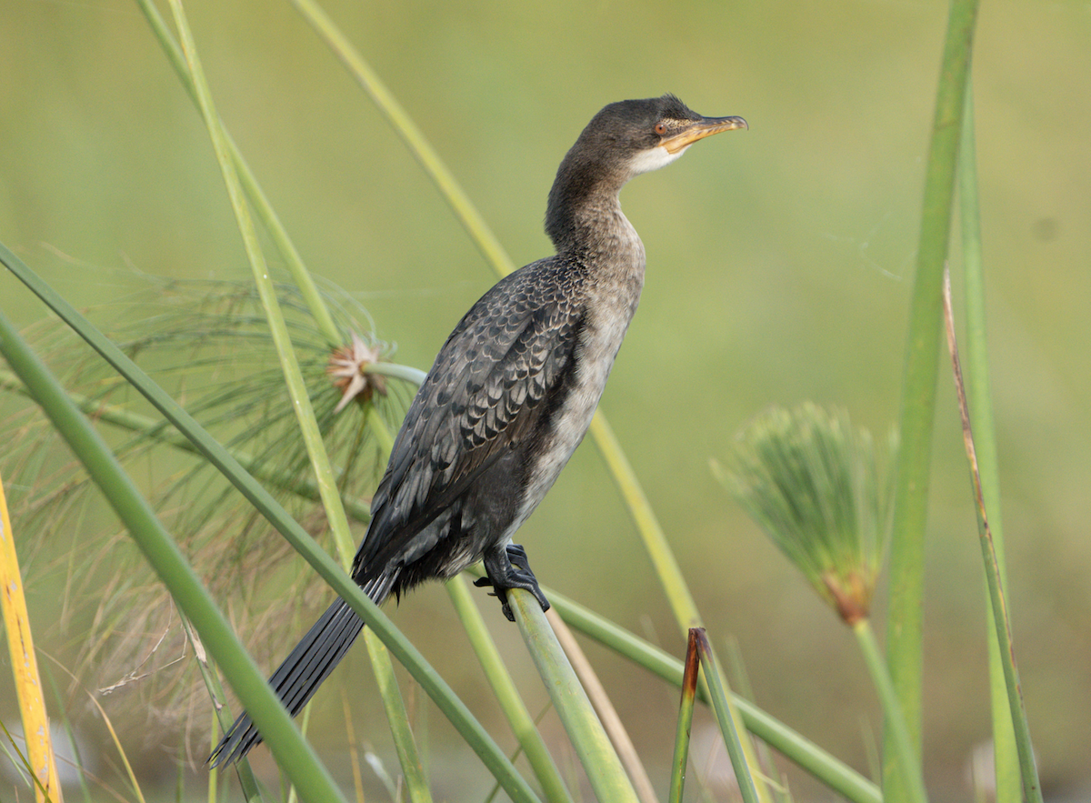 Long-tailed Cormorant - Juan van den Heever