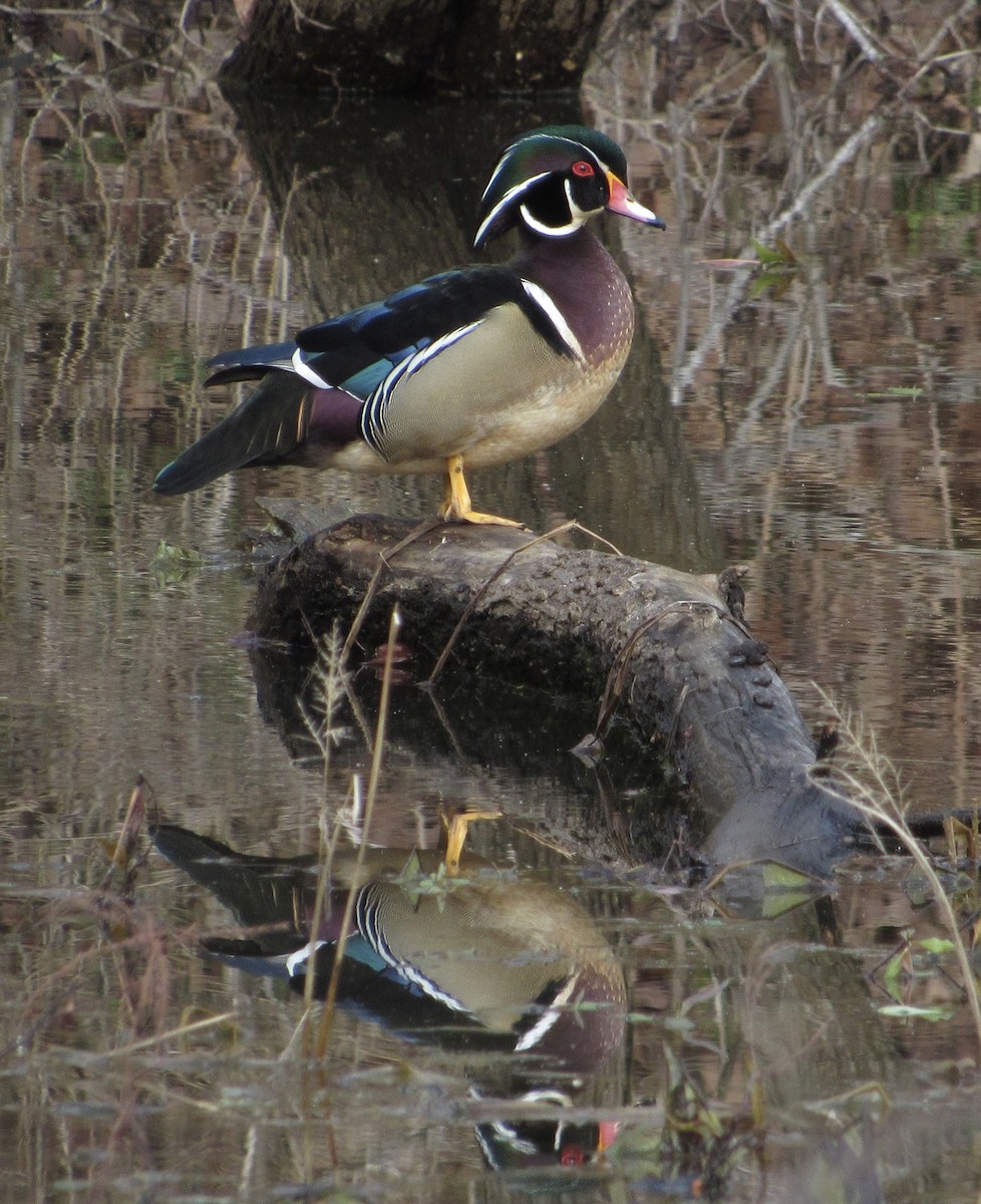 Wood Duck - ML540214261