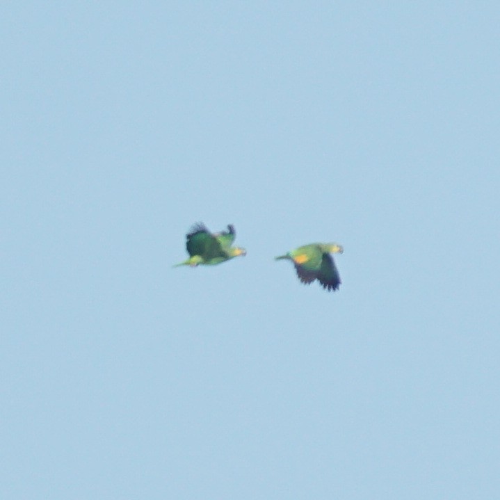 Orange-winged Parrot - ML540214401