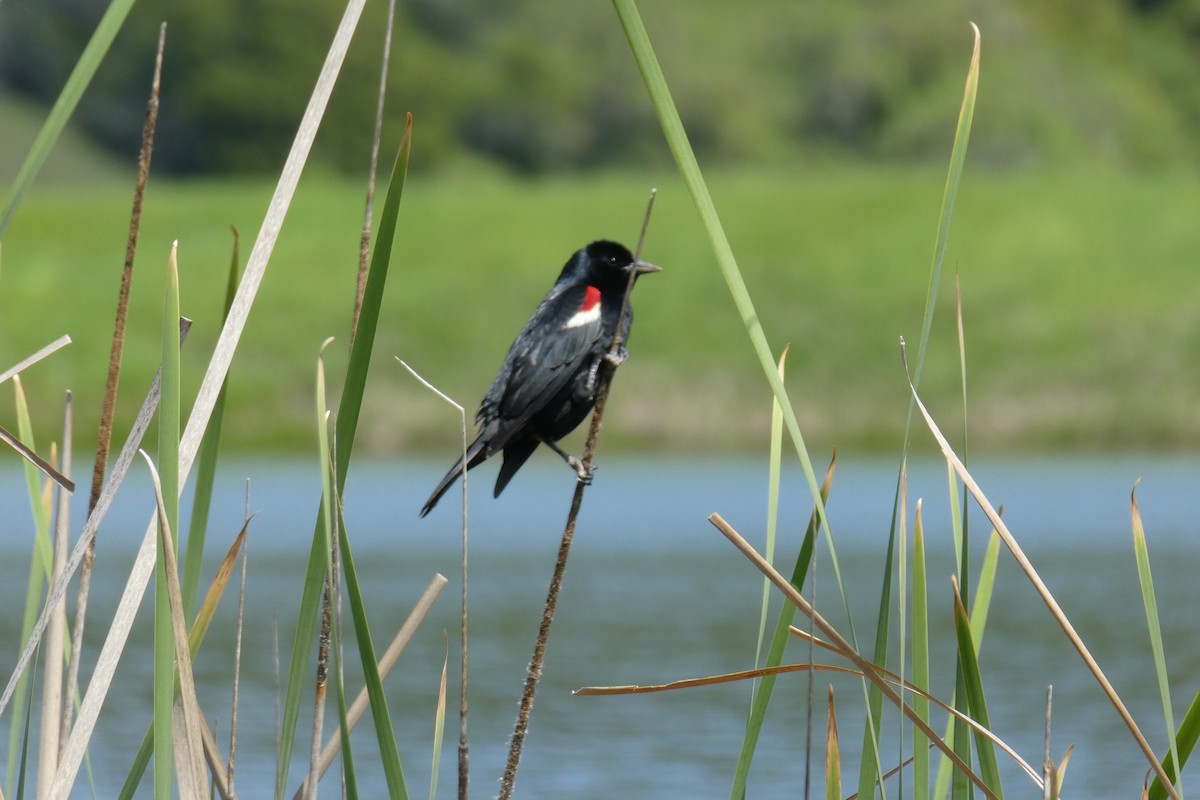 Tricolored Blackbird - ML54021451