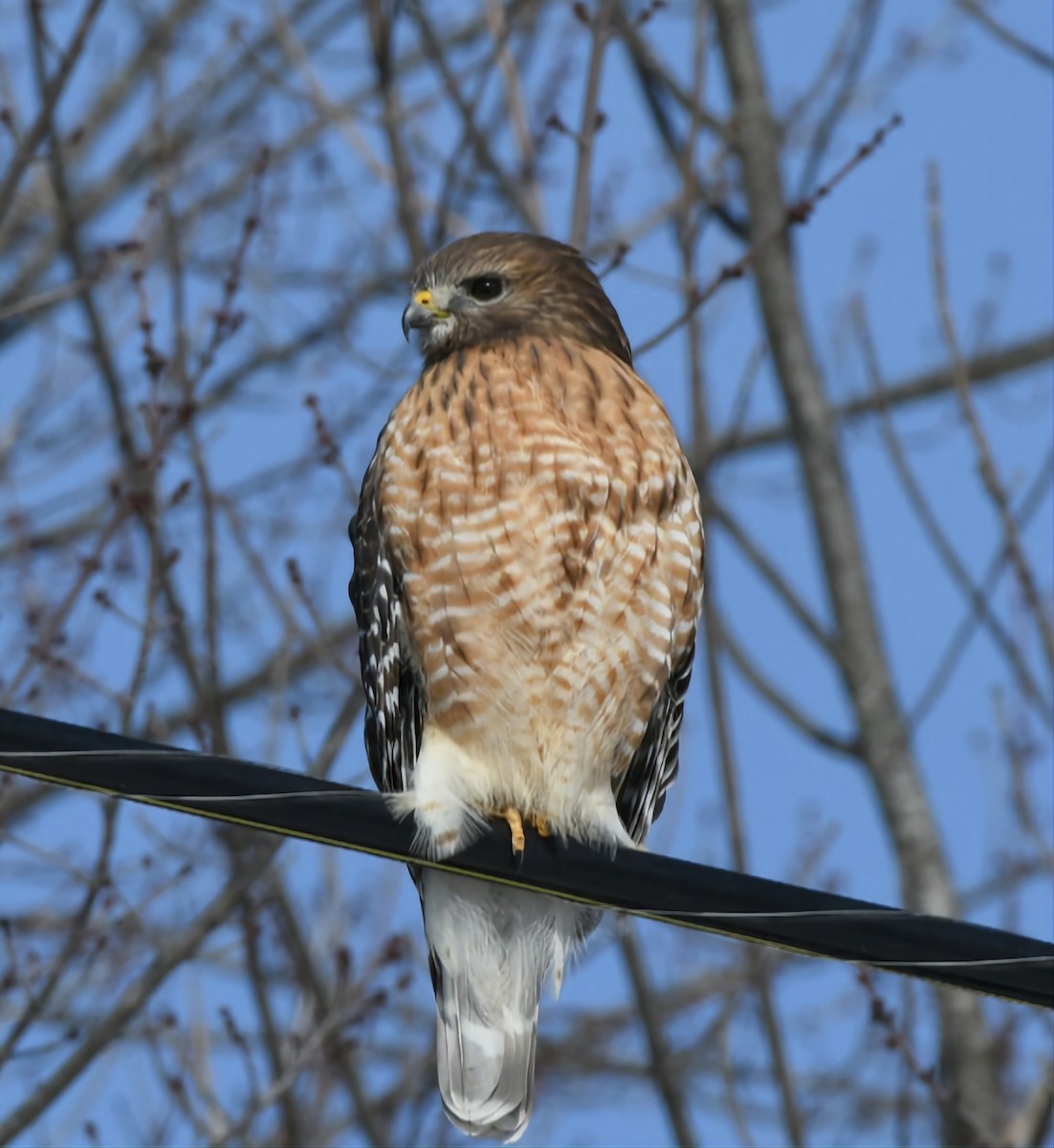 Red-shouldered Hawk - ML540214801