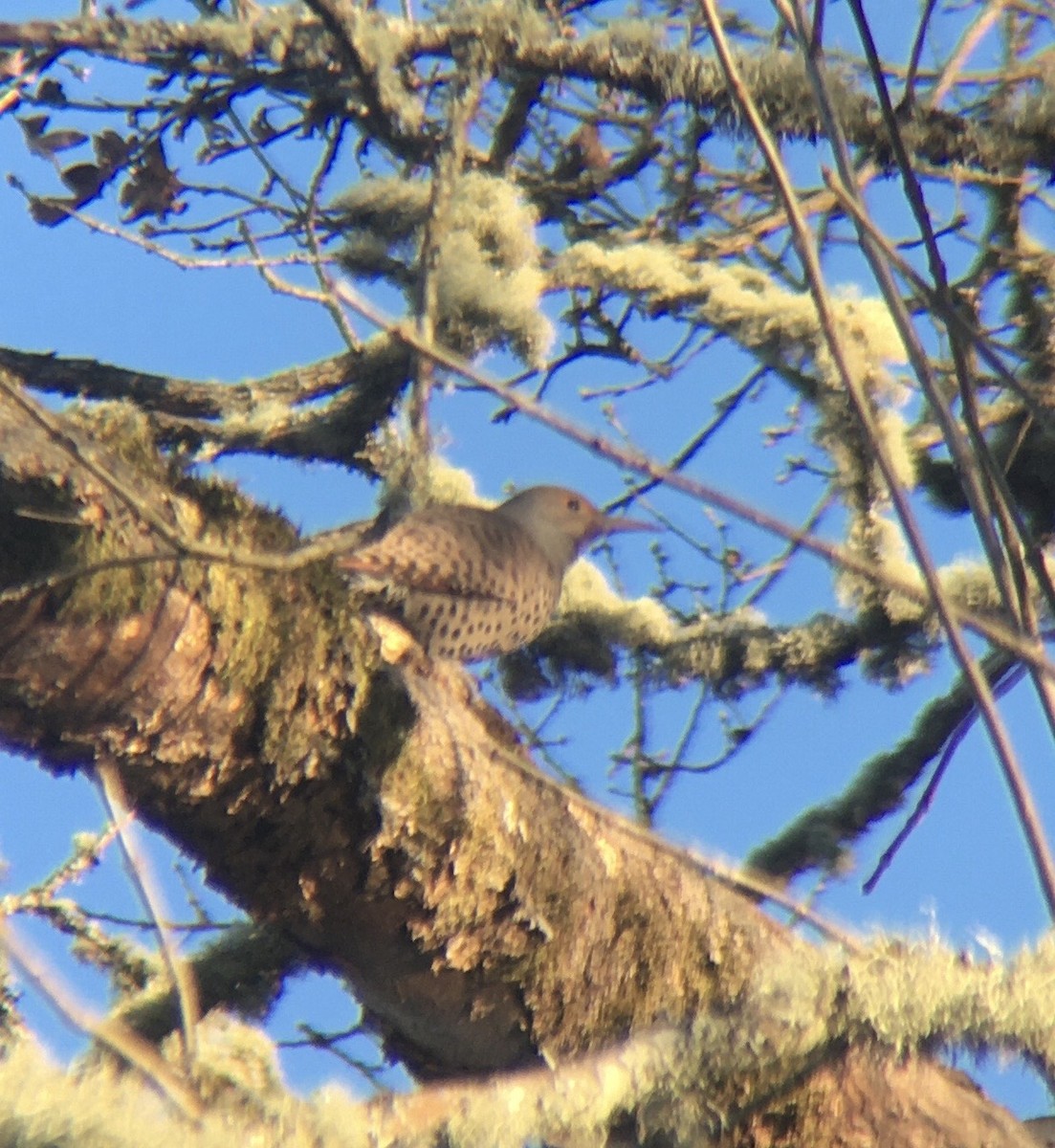 Northern Flicker (Red-shafted) - ML540215281