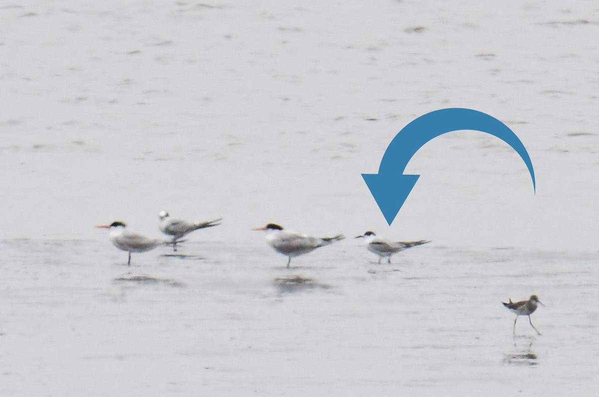 Common Tern - ML540215581