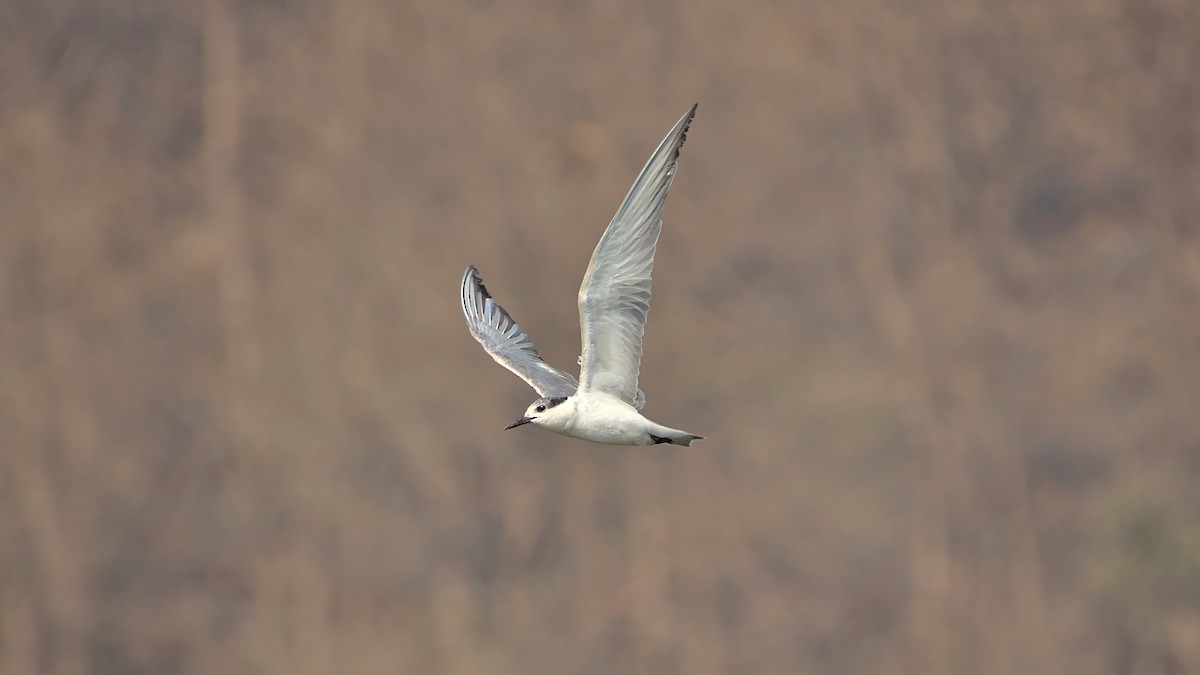 Цагаан шанаат хараалай - ML540217061