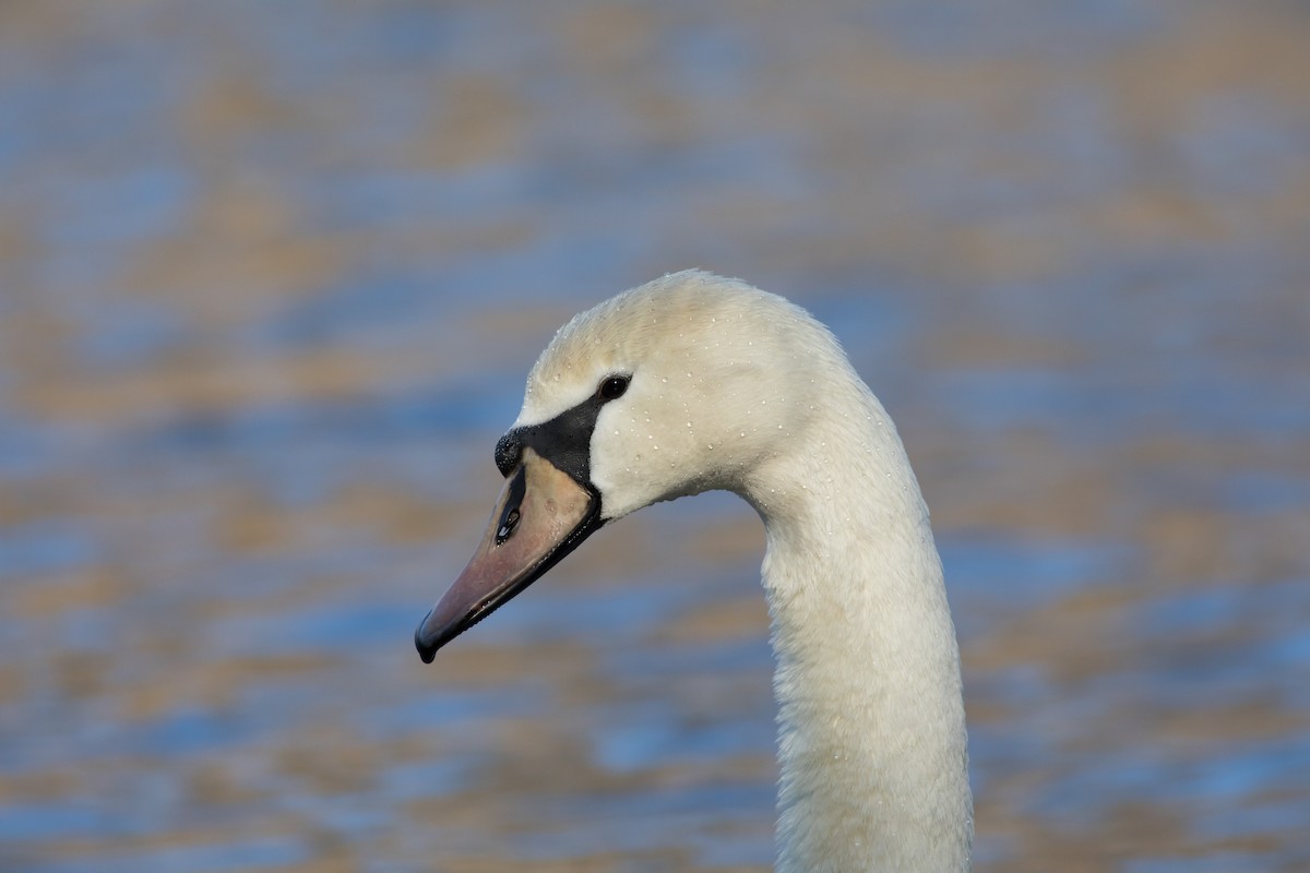Mute Swan - Oliver Burton