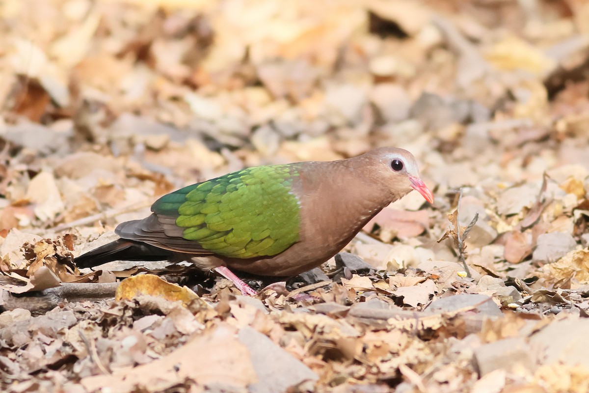 Asian Emerald Dove - ML540217501