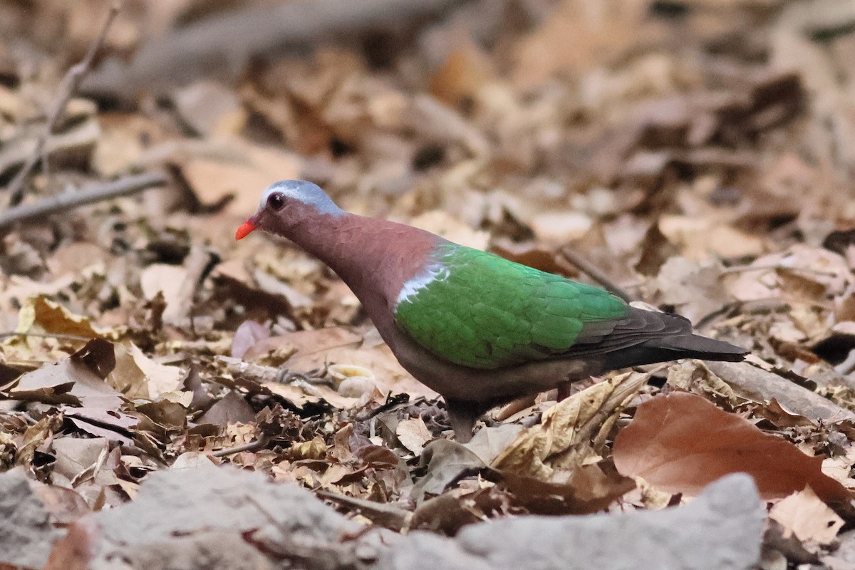 Asian Emerald Dove - ML540217511