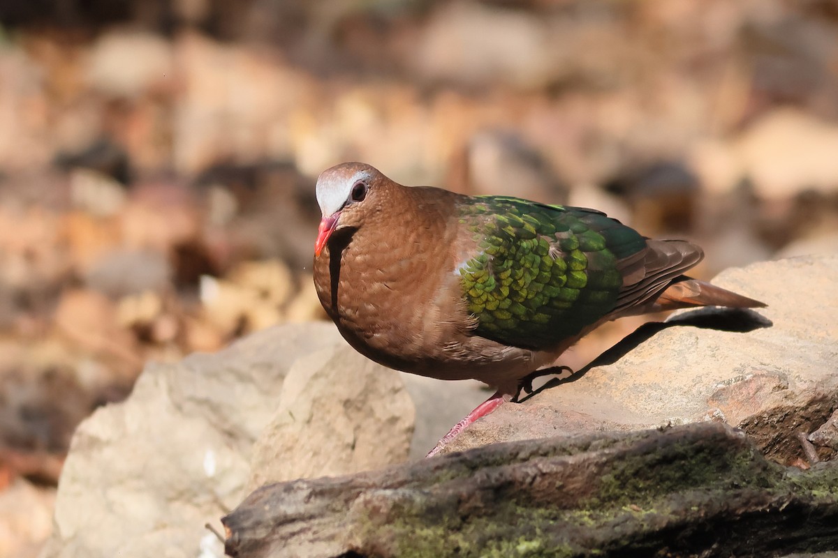 Asian Emerald Dove - ML540217531