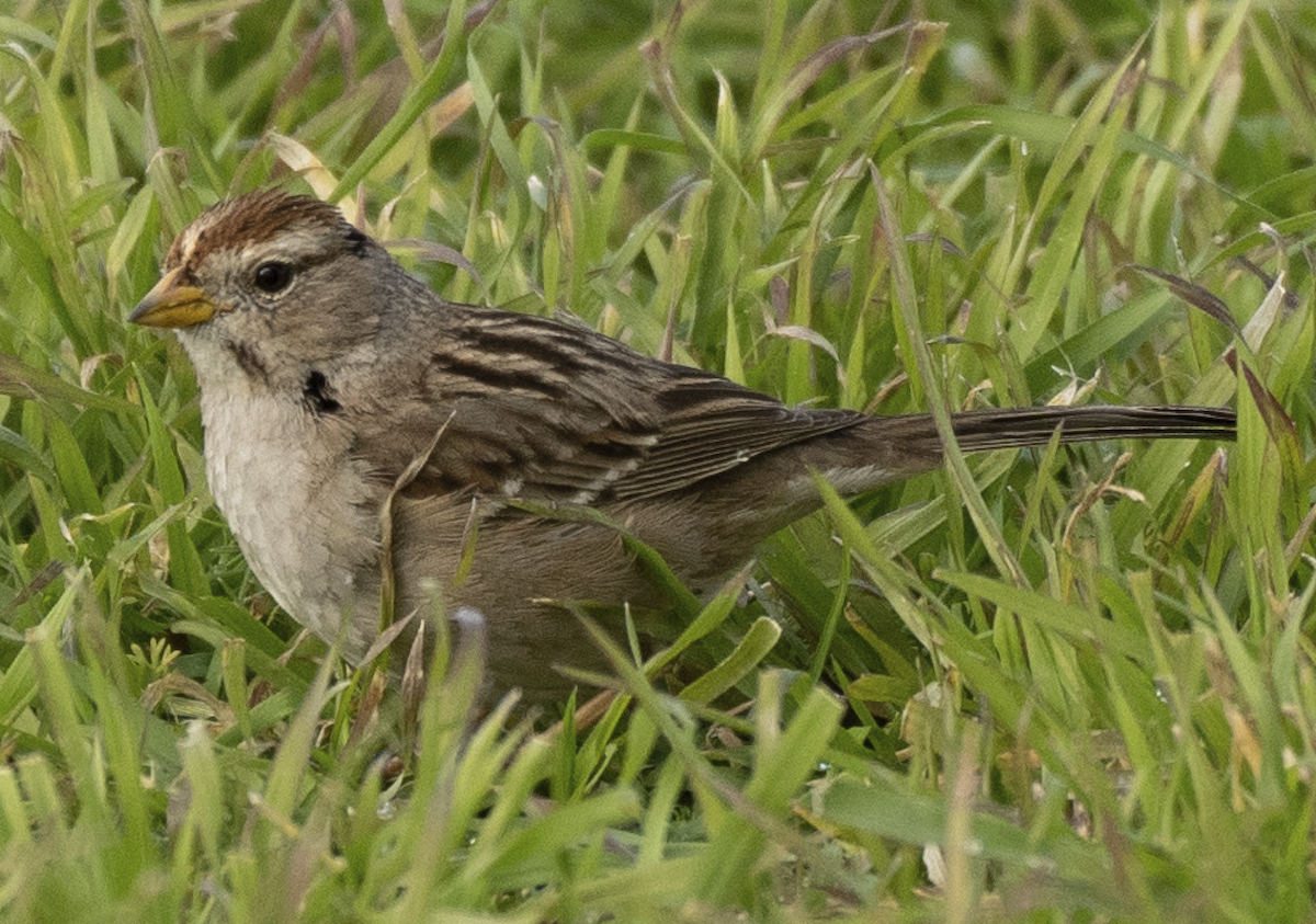 Белобровая овсянка (pugetensis) - ML540217811