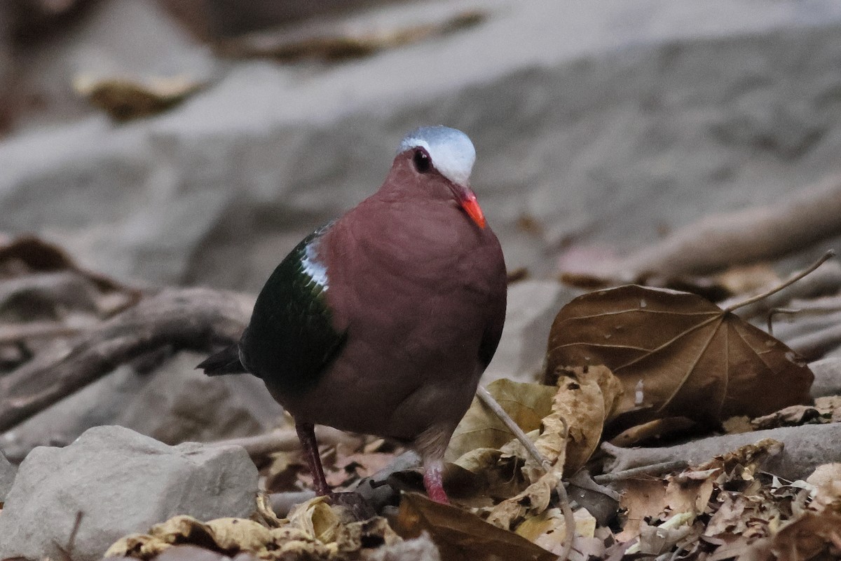 Asian Emerald Dove - ML540217991