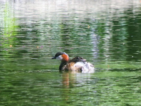 Madagascar Grebe - ML540218251