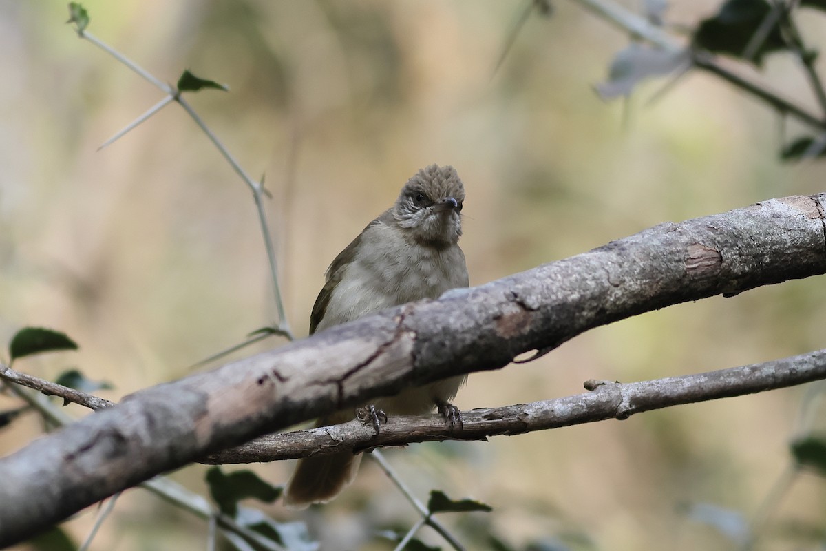 Streak-eared Bulbul - ML540219271