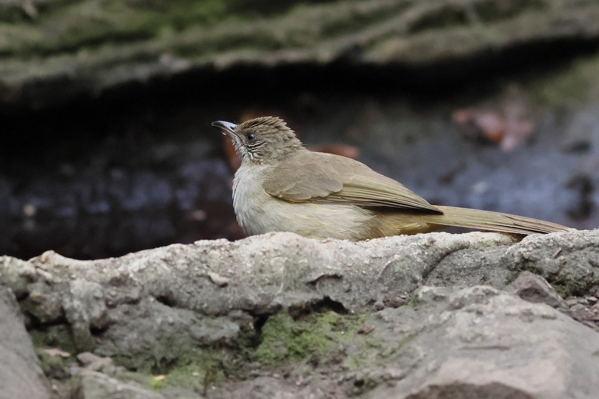 Streak-eared Bulbul - ML540219281