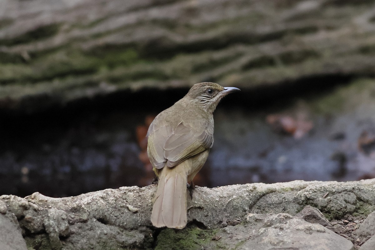 Streak-eared Bulbul - ML540219291