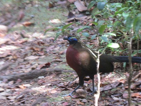 Red-breasted Coua - ML540221221