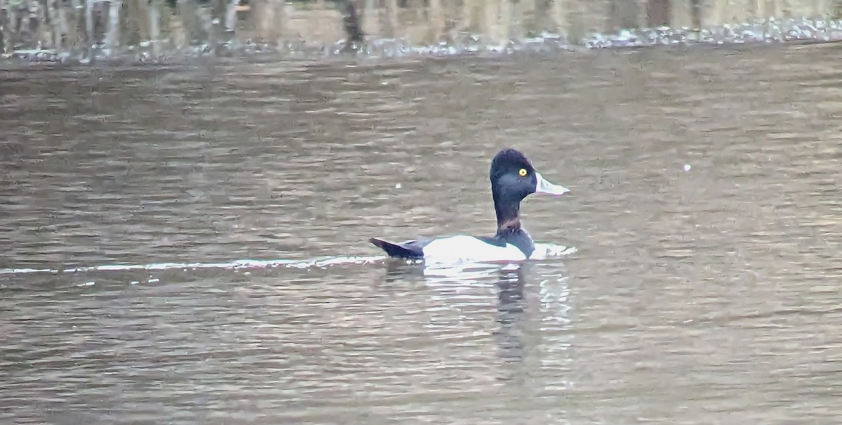 Ring-necked Duck - ML540221981