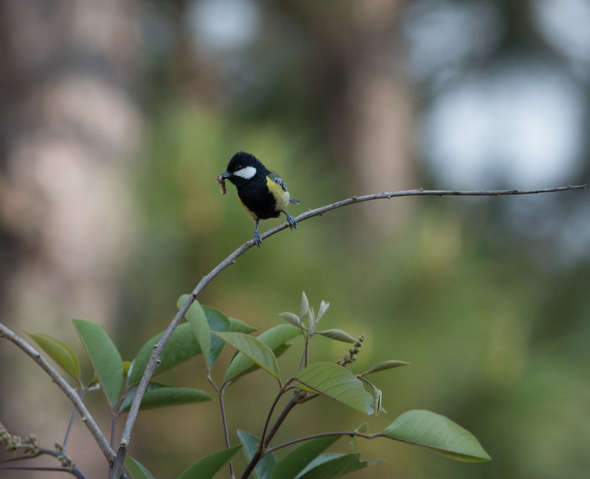 Green-backed Tit - jimmy Yao