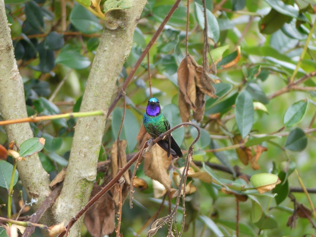 Purple-throated Sunangel (Brilliant) - ML540222701
