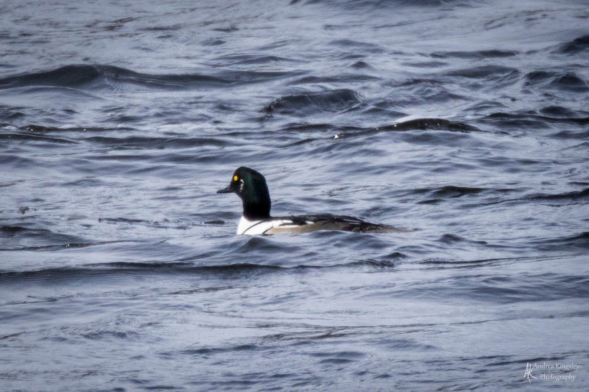 Common Goldeneye x Hooded Merganser (hybrid) - Andrea Kingsley