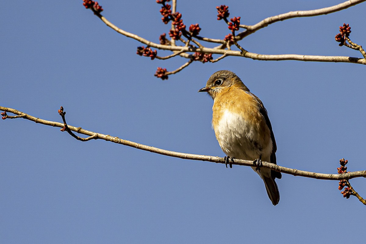 Eastern Bluebird - ML540223751
