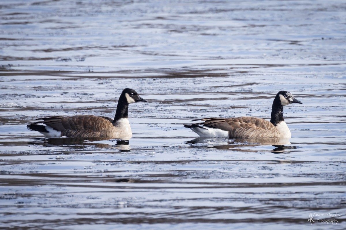 Canada Goose - ML540223781