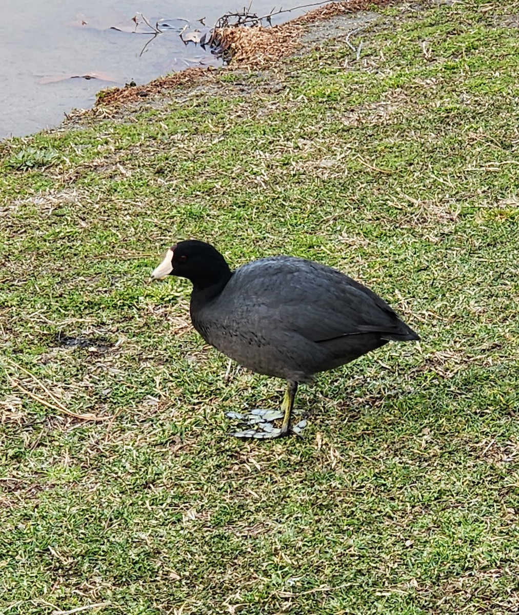 American Coot - Sarron Itliong