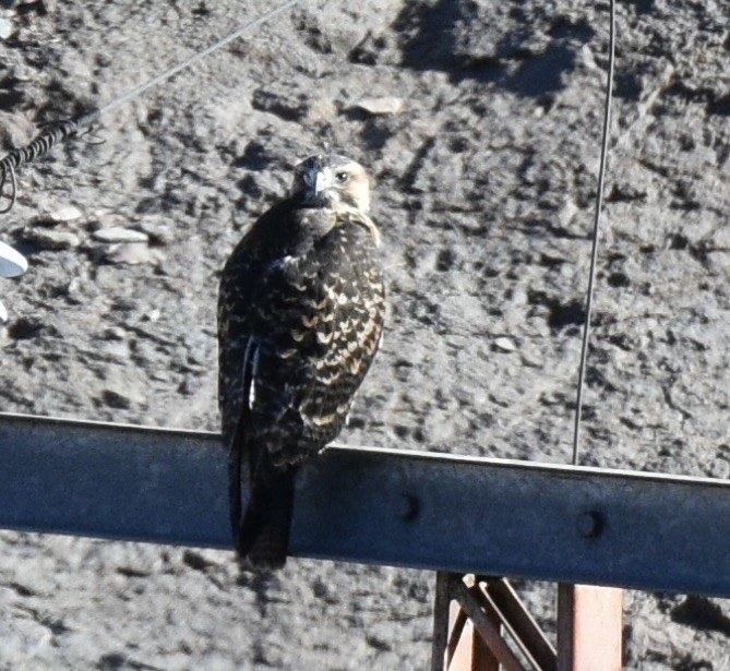 Rotrückenbussard (Red-backed) - ML540225061