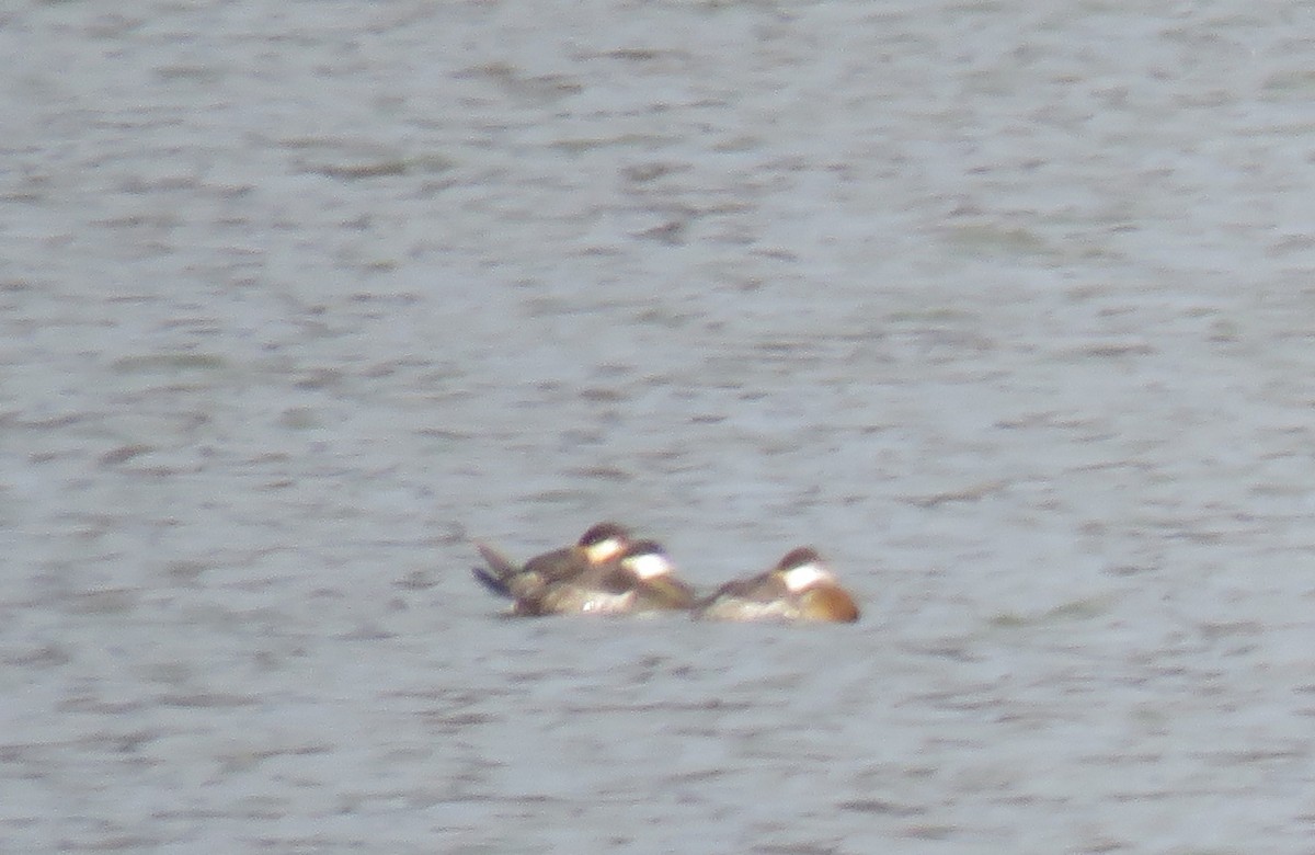 Ruddy Duck - ML540225301