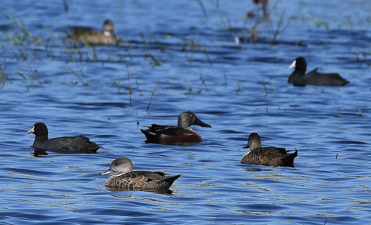 Australasian Shoveler - ML54022671