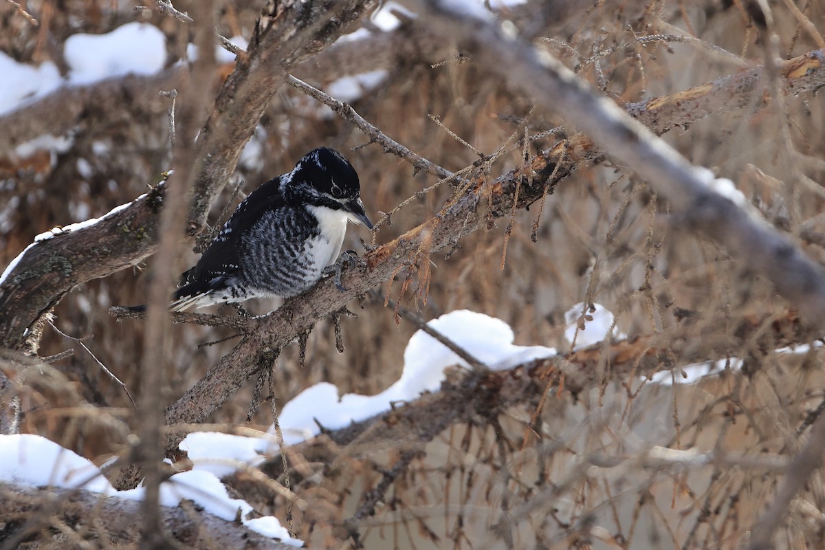 American Three-toed Woodpecker - ML540226721