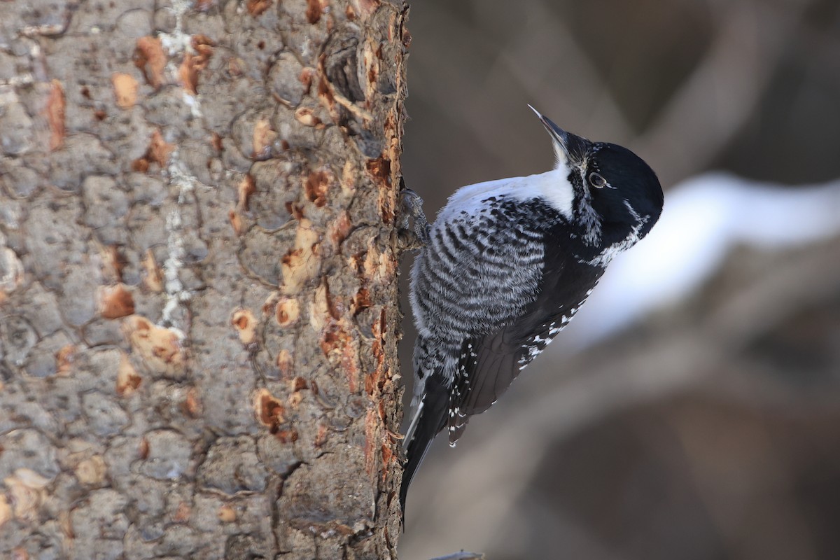 American Three-toed Woodpecker - ML540226771