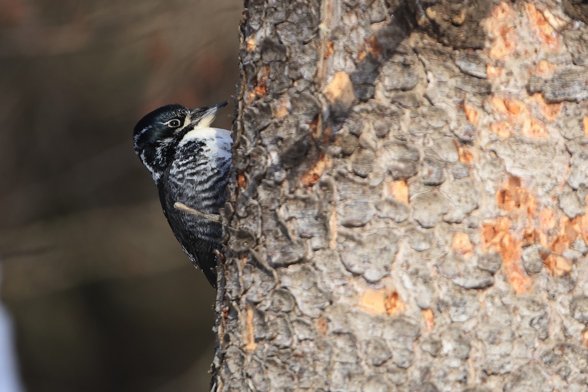 American Three-toed Woodpecker - ML540226781