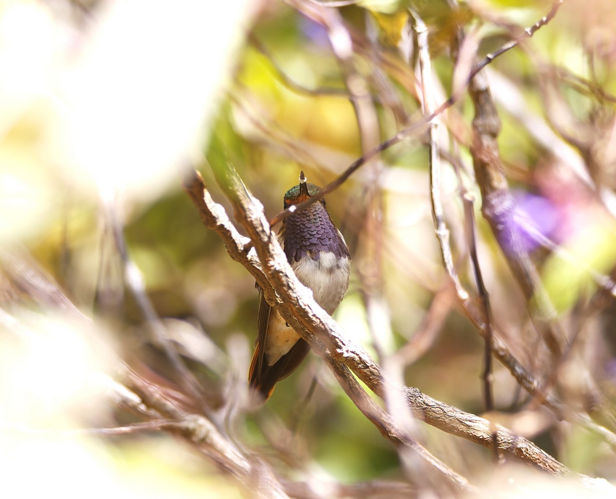 Volcano Hummingbird - ML540227521