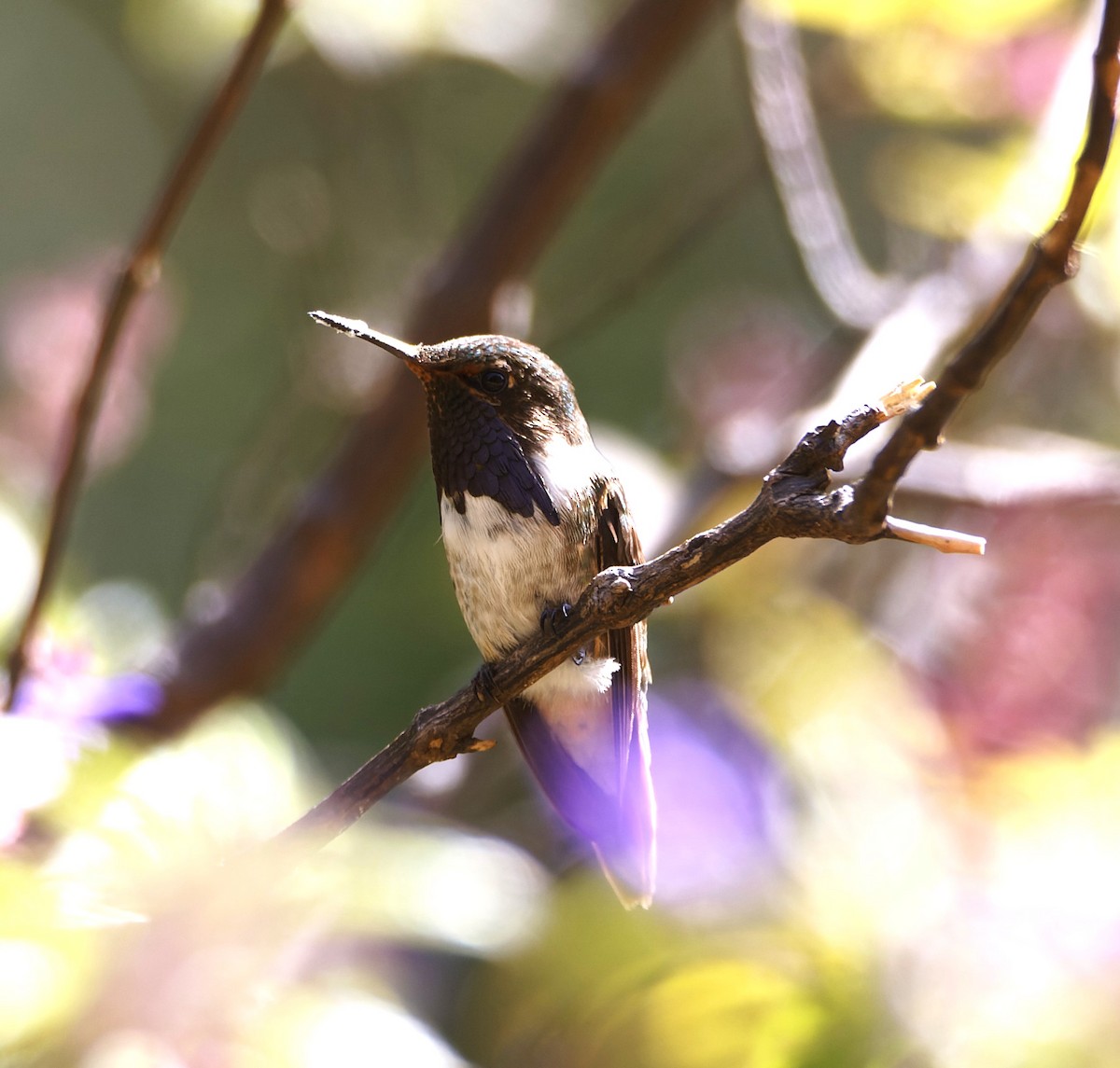 Volcano Hummingbird - ML540227531