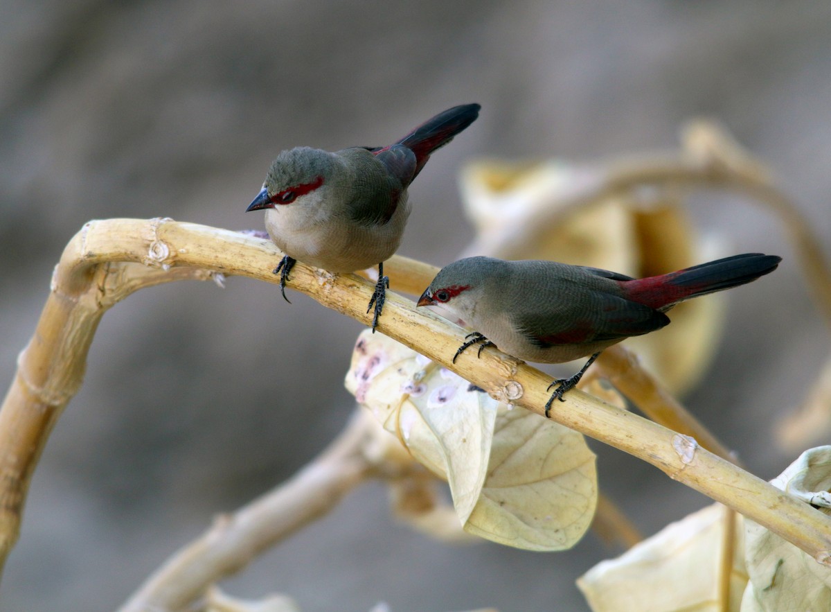 Crimson-rumped Waxbill - hythum aljaili