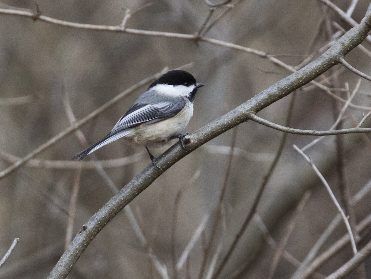 Black-capped Chickadee - ML540232111