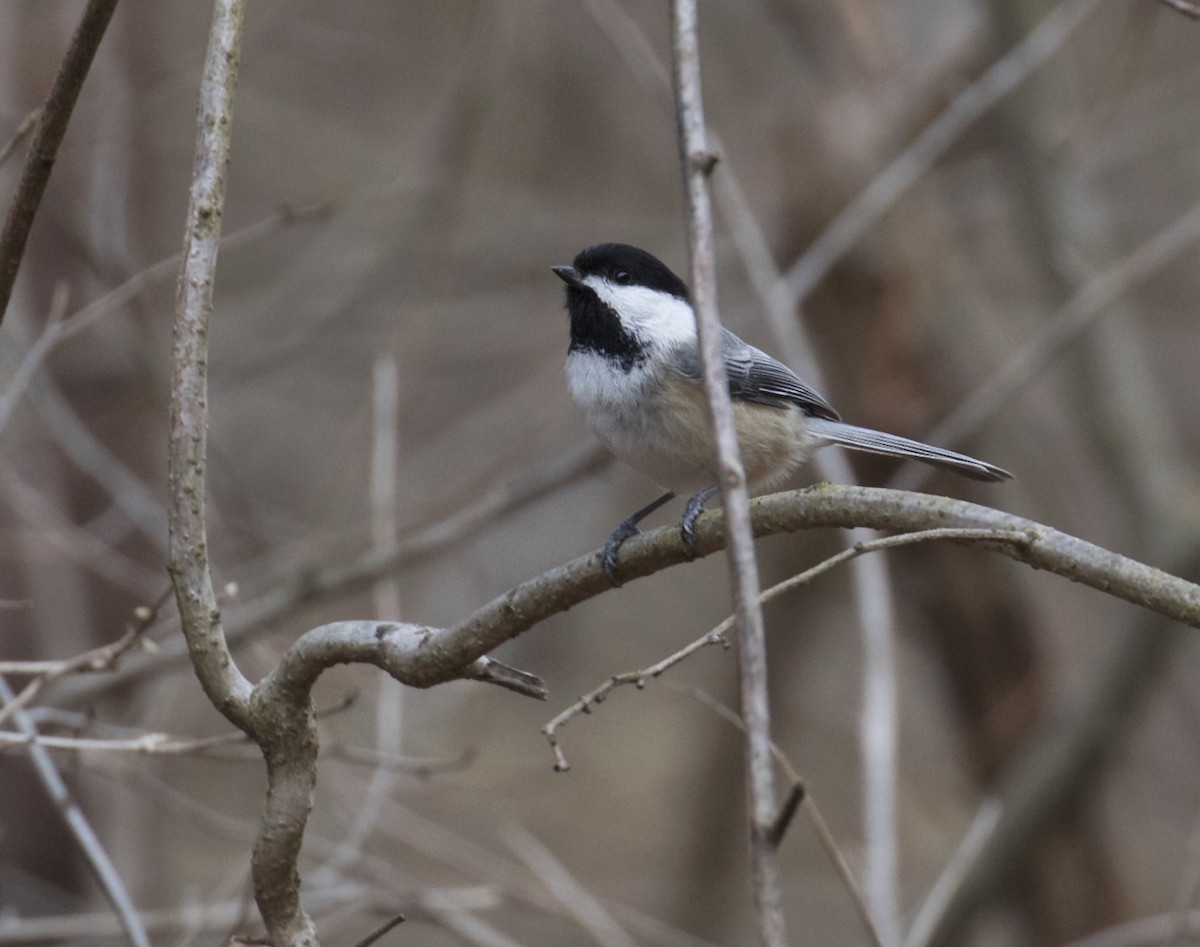 Black-capped Chickadee - ML540232121