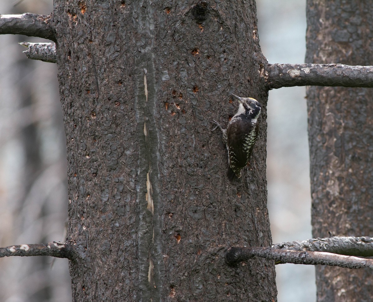 American Three-toed Woodpecker (Rocky Mts.) - ML540233791