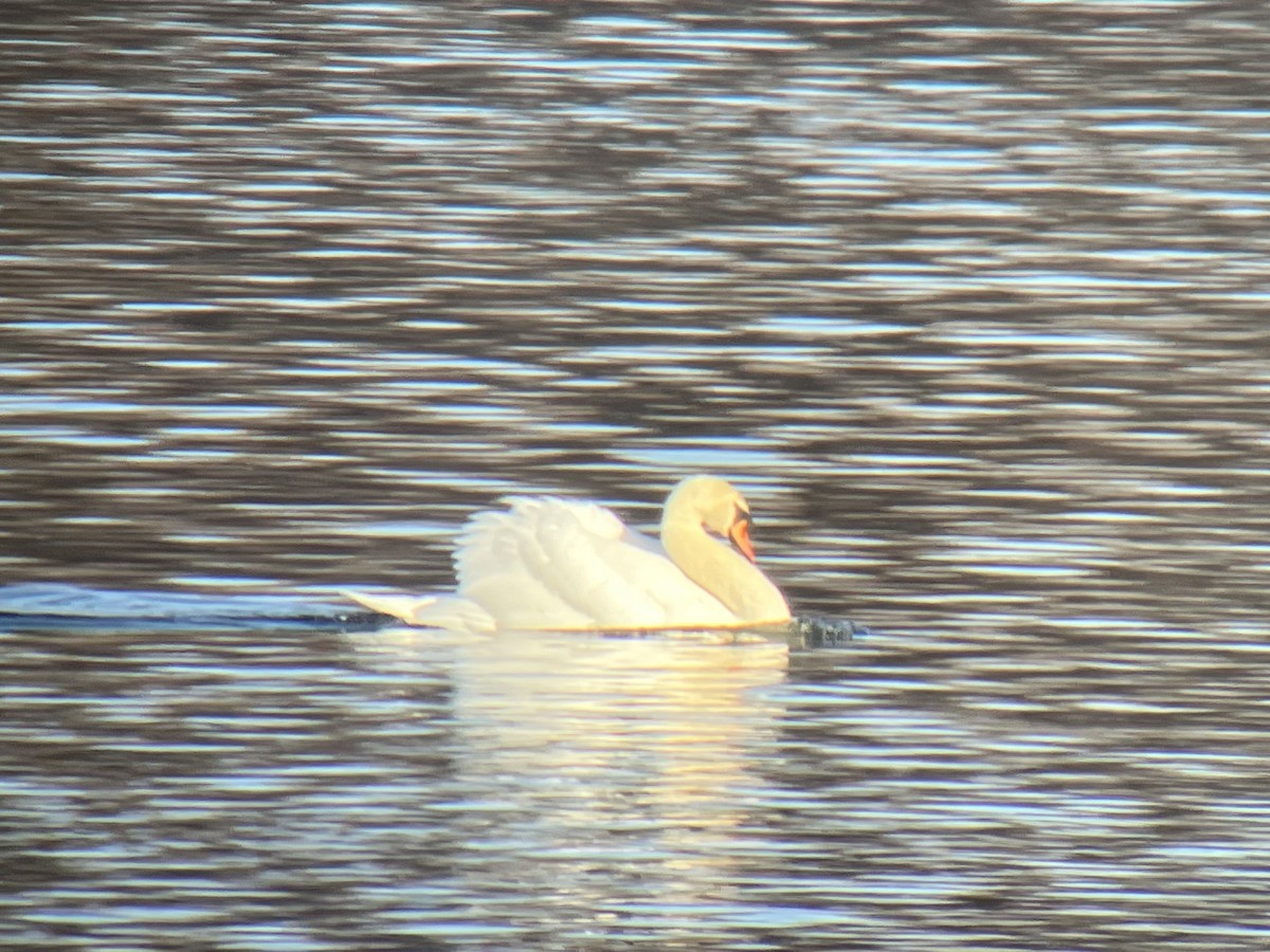 Mute Swan - ML540234441