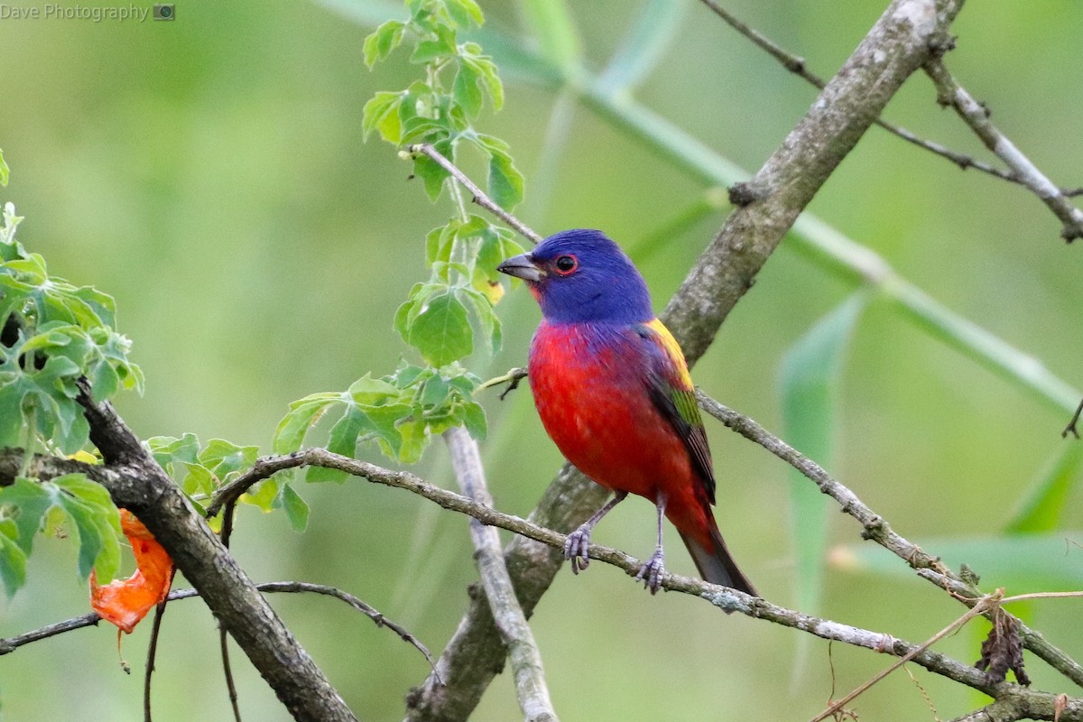 Painted Bunting - ML540234821