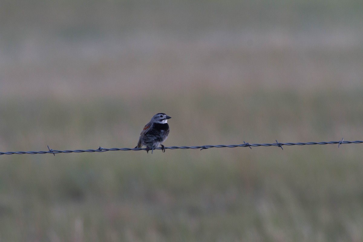 Thick-billed Longspur - ML540235221
