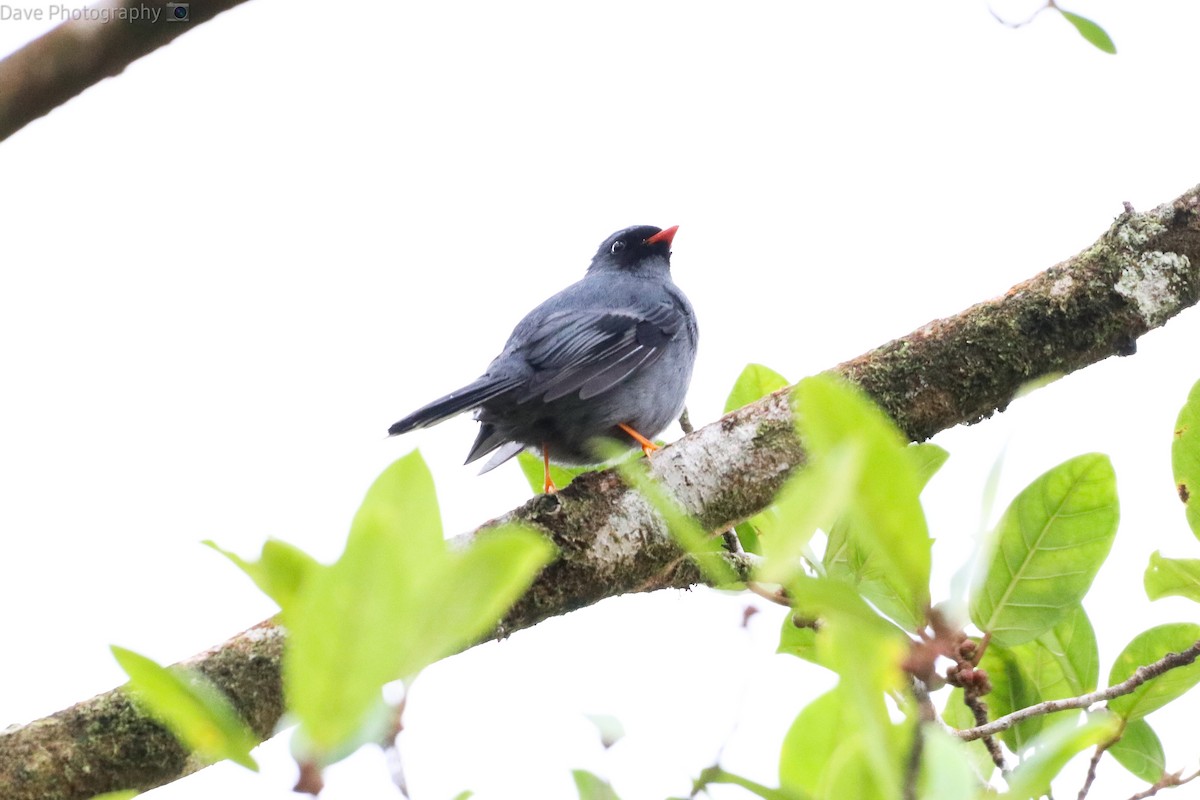 Black-faced Solitaire - ML540235721