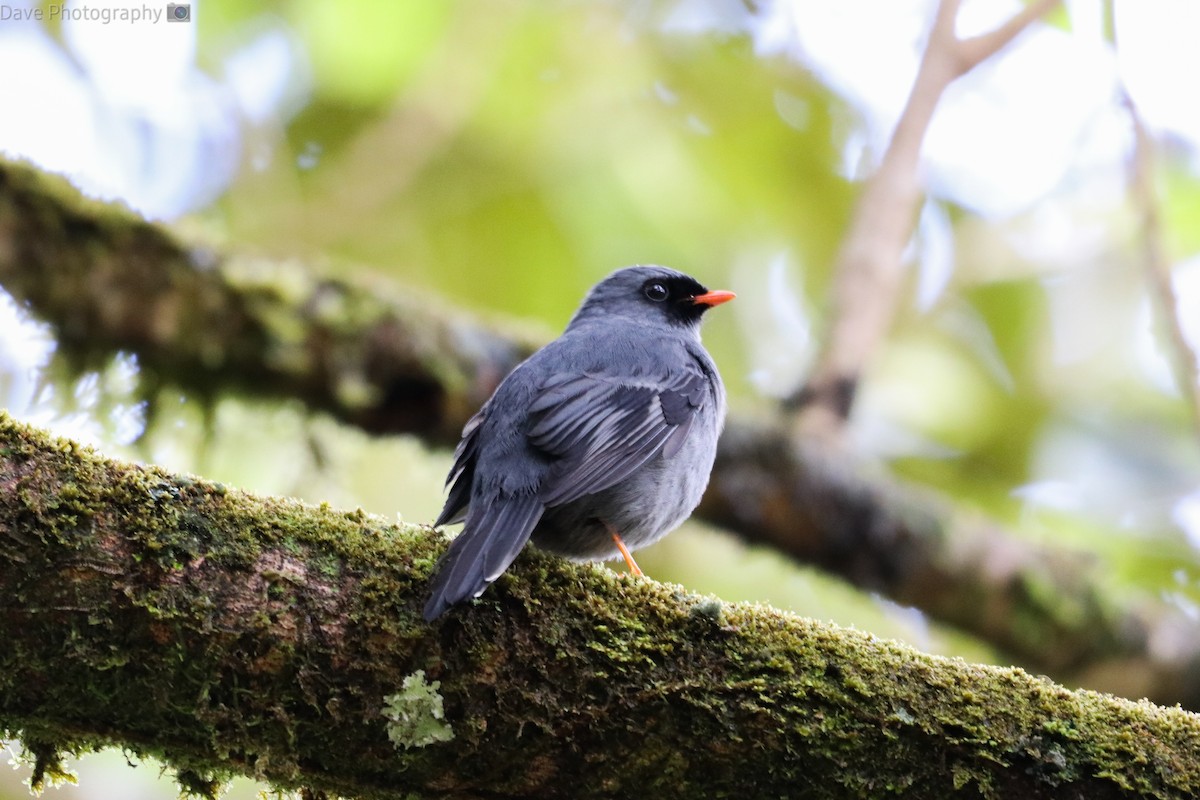 Black-faced Solitaire - ML540235771