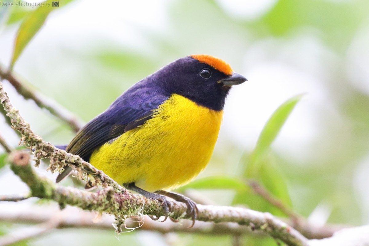 Tawny-capped Euphonia - ML540235871