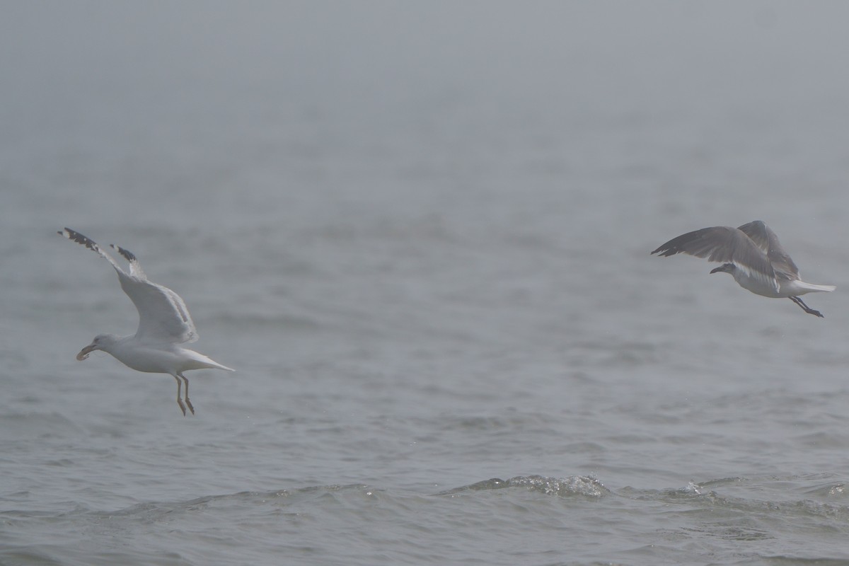 Mouette atricille - ML540236551