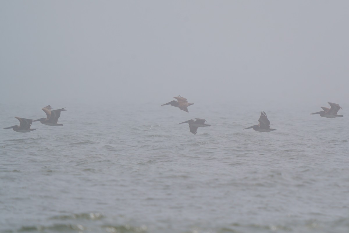 Brown Pelican - ML540236801